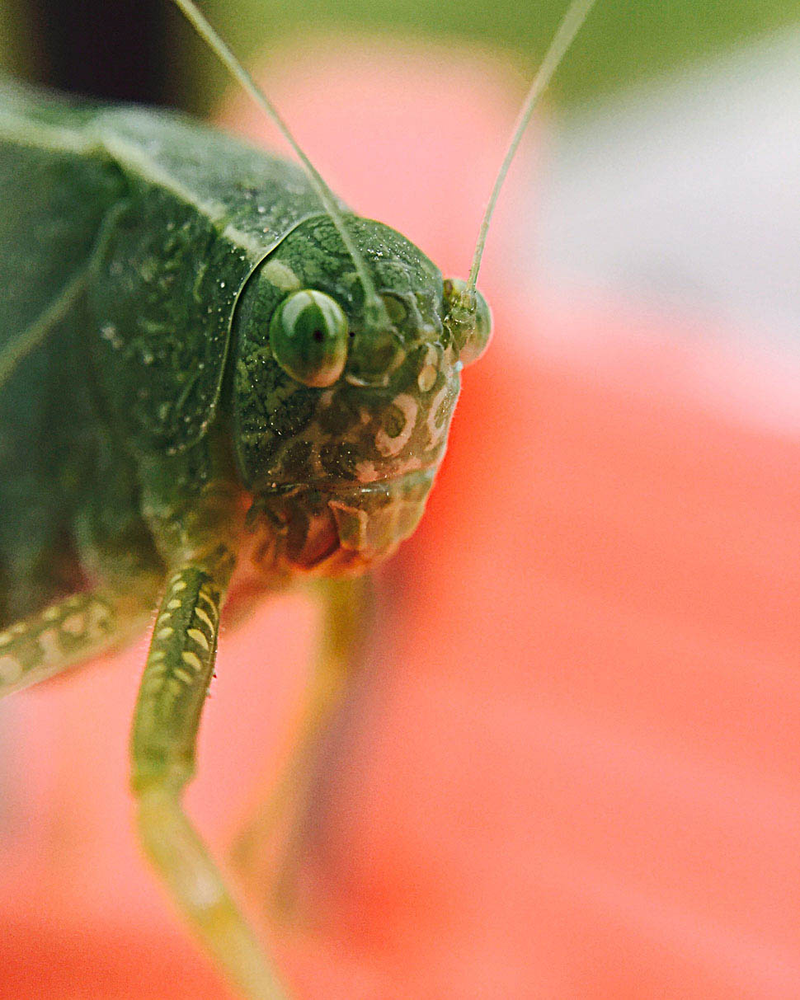 Illustration for article titled 18 Creepy, Crawly Photos Of Insects